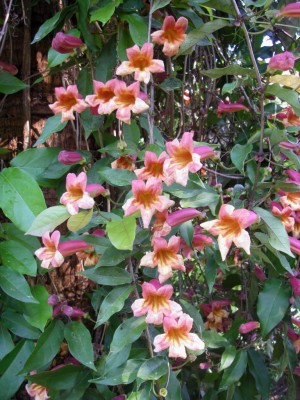 Crossvine